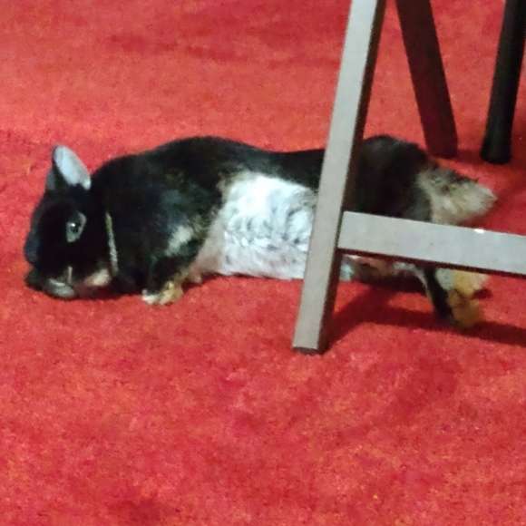 Like this post for when I go live and share - Picture 3 of 4